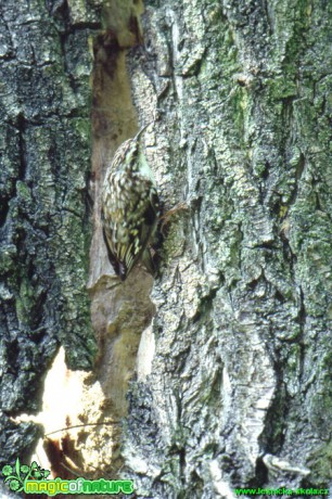 Šoupálek krátkoprstý - Certhia brachydactyla - Foto Gerd Ritschel