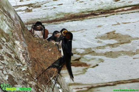 Vlaštovky - Hirundo rustica - Foto Gerd Ritschel (2)