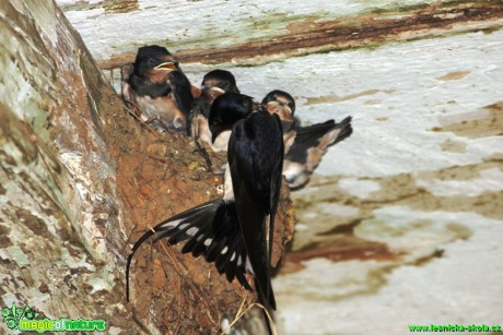 Vlaštovky - Hirundo rustica - Foto Gerd Ritschel (5)