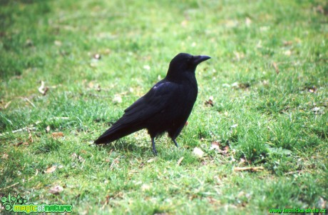 Vrána černá - Corvus corone corone - Foto Gerd Ritschel (1)