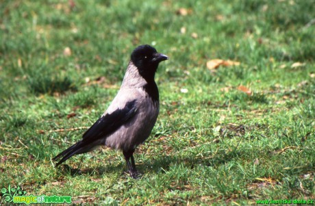 Vrána černá - Corvus corone corone - Foto Gerd Ritschel (2)