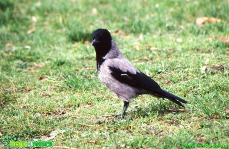 Vrána černá - Corvus corone corone - Foto Gerd Ritschel (3)