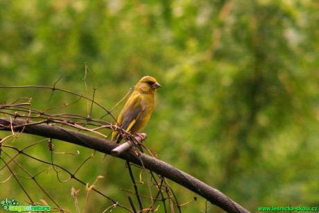 Zvonek zelený - Chloris chloris - Foto Gerd Ritschel (4)