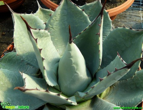 Agáve - Agave colorata - Foto Pavel Stančík