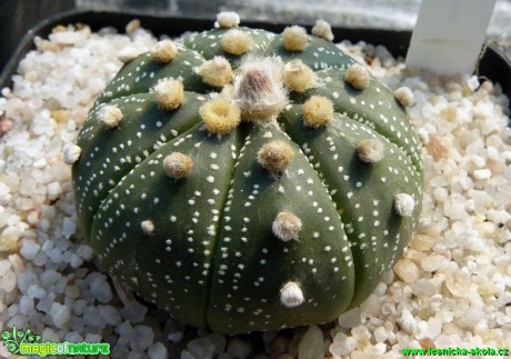 Astrophytum asterias - Foto Pavel Stančík