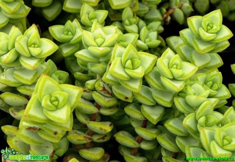 Crassula perforata - Foto Pavel Stančík