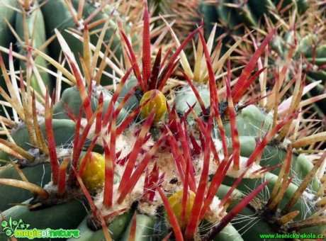 Ferocactus stainesii var. pringlei - Foto Pavel Stančík