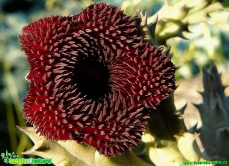 Huernia transmutata - Foto Pavel Stančík