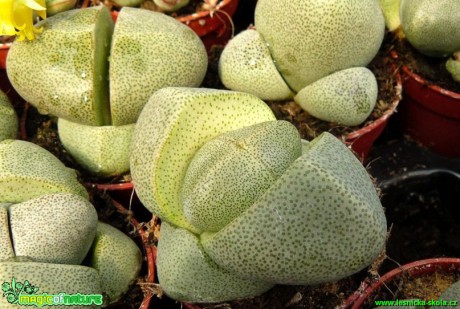 Pleiospilos bolusii - Foto Pavel Stančík