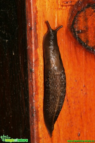 Podkornatka žíhaná - Lehmannia marginata - Foto Gerd Ritschel (1)