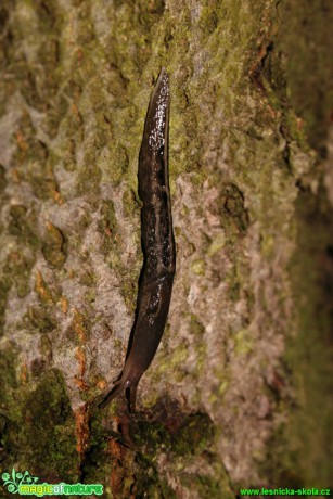 Podkornatka žíhaná - Lehmannia marginata - Foto Gerd Ritschel