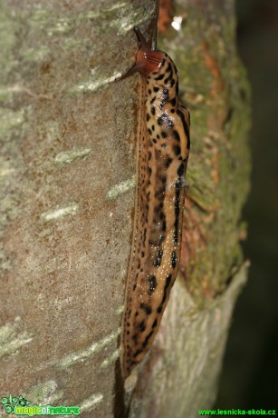 Slimák největší - Limax maximus - Foto Gerd Ritschel (1)