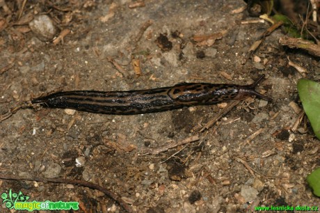 Slimák největší - Limax maximus - Foto Gerd Ritschel