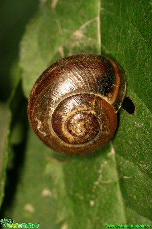 Vlahovka narudlá - Monachoides incarnata - Foto Gerd Ritschel