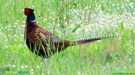 Bažant obecný - Phasianus colchicus - Foto Rasťo Salčík