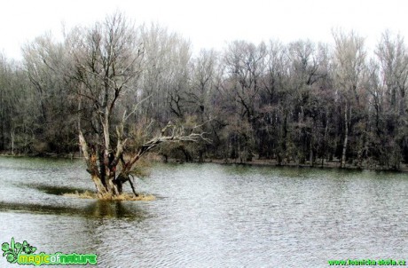 Zatopená louka u řeky Moravy - Foto Rasťo Salčík