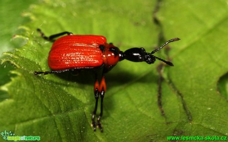 Zobonoska lísková - Apoderus coryli - Foto G. Ritschel