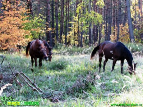 Lesní pastva koní - Foto Rasťo Salčík