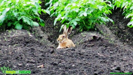 Zajíc polní - Lepus europaeus - Foto Rasťo Salčík