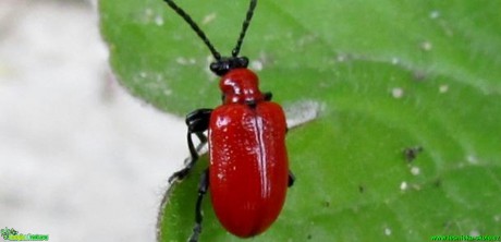 Chřestovníček liliový - Lilioceris lilii - Foto Rasťo Salčík