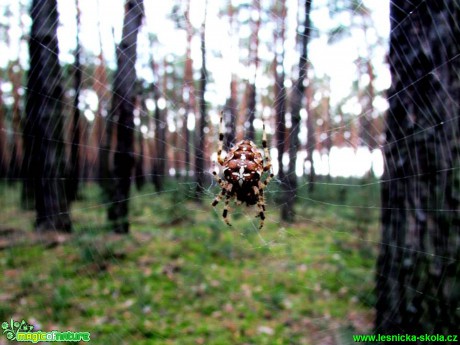 Křižák v lese - Foto Rasťo Salčík