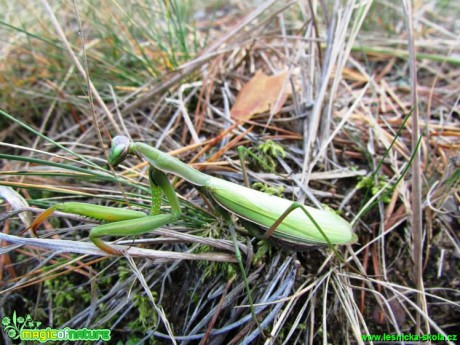 Kudlanka nábožná - Mantis religiosa - Foto Rasťo Salčík