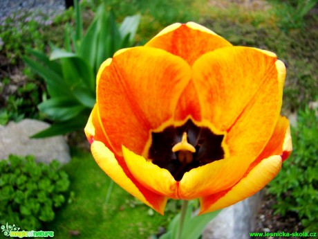 Květy tulipánů - Foto David Hlinka (1)