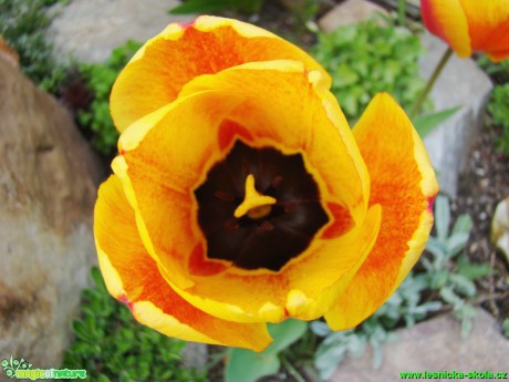 Květy tulipánů - Foto David Hlinka (3)
