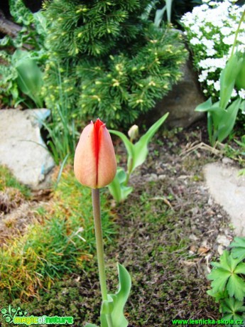Květy tulipánů - Foto David Hlinka (4)