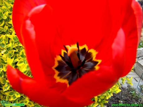 Květy tulipánů - Foto David Hlinka