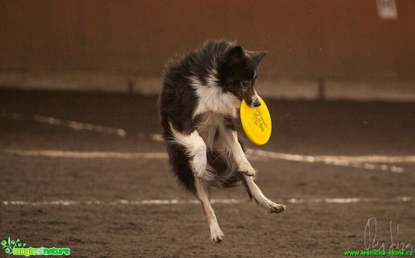 Psí Frisbee - Foto Jiří Křivánek (20)