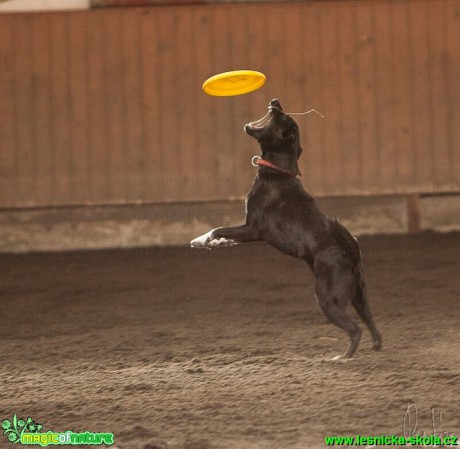 Psí Frisbee - Foto Jiří Křivánek