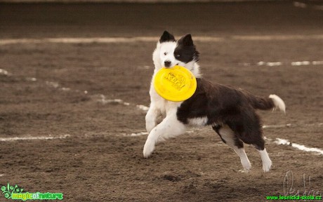 Psí Frisbee - Foto Jiří Křivánek (1)