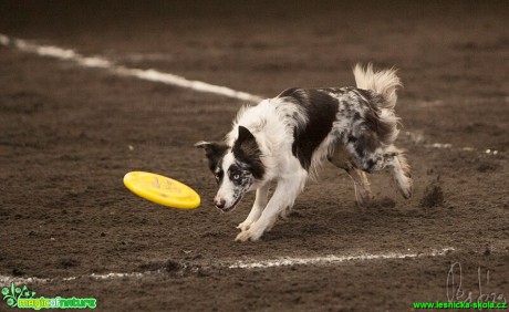 Psí Frisbee - Foto Jiří Křivánek (7)