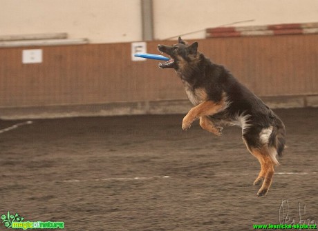 Psí Frisbee - Foto Jiří Křivánek (8)