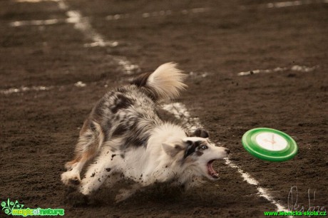 Psí Frisbee - Foto Jiří Křivánek (11)