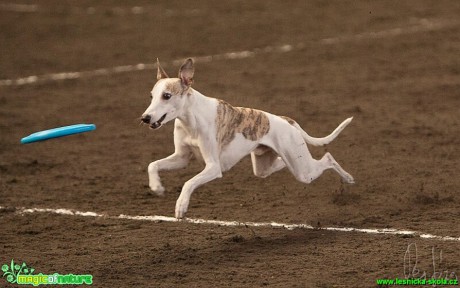 Psí Frisbee - Foto Jiří Křivánek (13)