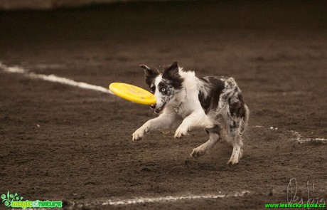 Psí Frisbee - Foto Jiří Křivánek (15)