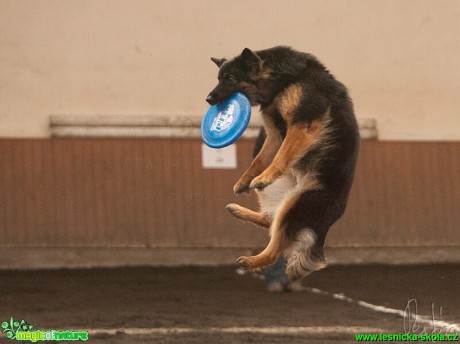 Psí Frisbee - Foto Jiří Křivánek (17)