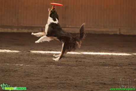 Psí Frisbee - Foto Jiří Křivánek (18)