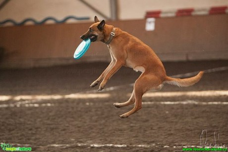 Psí Frisbee - Foto Jiří Křivánek (19)