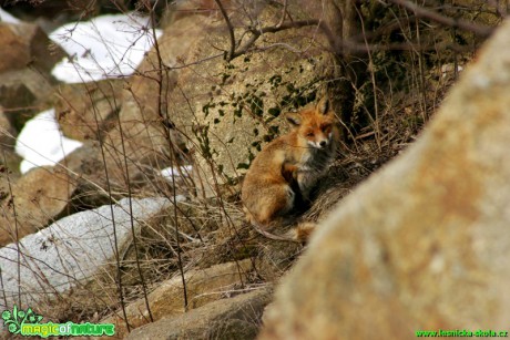 Liška obecná - Vulpes vulpes - Foto Gerd Ritschel