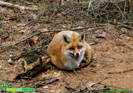 Liška obecná - Vulpes vulpes - Foto Gerd Ritschel (1)