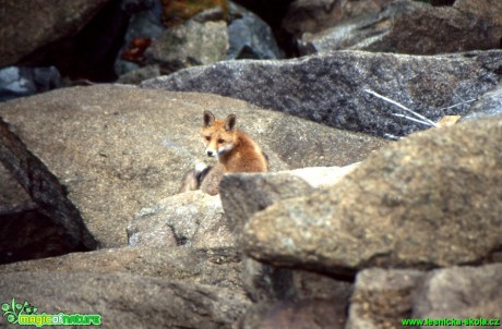Liška obecná - Vulpes vulpes - Foto Gerd Ritschel (3)