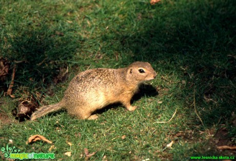 Sysel obecný - Citellus citellus - Foto Gerd Ritschel