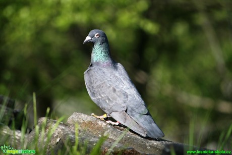 Holub - Columba - Foto Gerd Ritschel  (1)