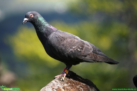 Holub - Columba - Foto Gerd Ritschel  (4)