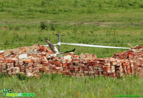 Káně lesní - Buteo buteo - Foto Gerd Ritschel