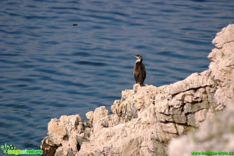 Kormorán velký - Phalacrocorax carbo - Foto Gerd Ritschel (1)