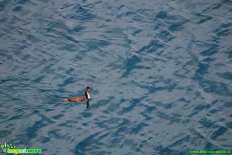 Kormorán velký - Phalacrocorax carbo - Foto Gerd Ritschel (4)